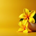 Huile essentielle d’Ylang Ylang : vertus beauté pour la peau, les cheveux et l’équilibre du corps